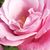 Roza - Vrtnica čajevka - Barbra Streisand